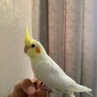 عروس هلندی سخنگو|پرنده|تهران, سازمان برنامه جنوبی|دیوار