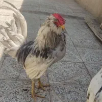 خروس