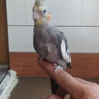 عروس هلندی