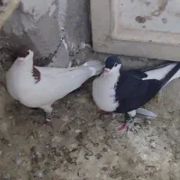 کفتر چادری افغانی