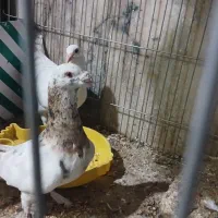 هفترنگ نروماده|پرنده|سبزوار, شهرک صنعتی فرودگاه|دیوار