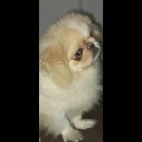 سگ امپریال فول سایز کوچیک(نر)