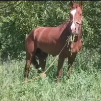 نریان کرد|اسب و تجهیزات اسبسواری|ارومیه, |دیوار