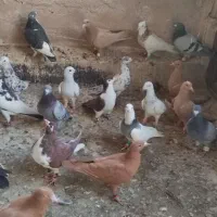 کفتر بوم ضمانتی کاشمر خلیل اباد