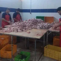 نیروی ماهر و نیمه ماهربرای قطعه بندی مرغ نیازمندیم