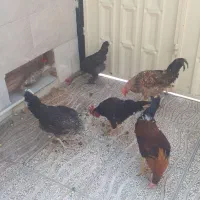 فروش ۵ عدد مرغ وخروس