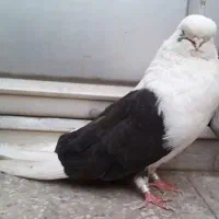 کبوتر نوک قنار پشتدار سیاه
