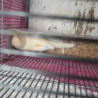 قناری ماده از مستی توی جا دانی میخوابه