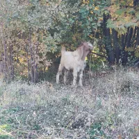 بز نر|حیوانات مزرعه|دینور, |دیوار