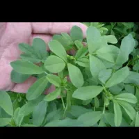 یونجه آماده کوبیدن