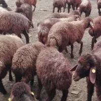 اجاره خانه و پرواربندی ۱۰۰ راسی حومه ماهیدشت