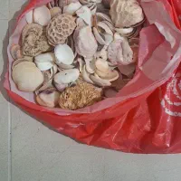صدف و مرجان دریایی