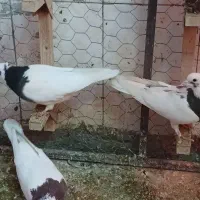 ۱۵۰|پرنده|شیراز, شهرک مهدیآباد|دیوار