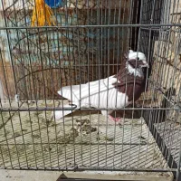 طوق سرخ|پرنده|طسوج, |دیوار