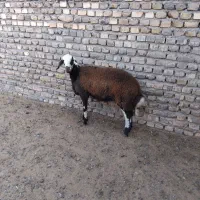 بره جنس دار تخمی قوچی افشار اصل|حیوانات مزرعه|تربتحیدریه, حاجی یار|دیوار