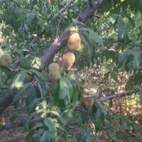 باغ نقلی با درختان بارده. اول هریس|فروش خانه و ویلا|خواجه, |دیوار