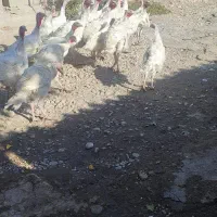 بوقلمون نر درجه ۱|حیوانات مزرعه|کرمانشاه, |دیوار