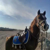 اسب نریان|اسب و تجهیزات اسب‌سواری|گناباد, |دیوار