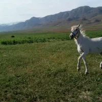 اسب اصیل