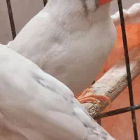 یک جفت فنچ بالغ سالم همراه با تخم|پرنده|کرمانشاه, |دیوار