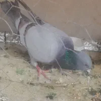 این کبوتر گم شده مژدگانی