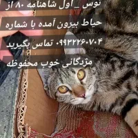 گربه گمشده