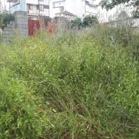 تراشیدن علفهای هرز با دستگاه|خدمات باغبانی و درختکاری|رامسر, |دیوار