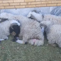 بره نر مناسب عید‌ قربان