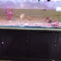 اکواریوم شیشه ای بزرگ|ماهی|فولادشهر, مسکن مهر فولادشهر|دیوار