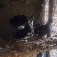 چند کبوتر آس|پرنده|ماسال, |دیوار