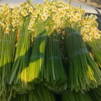 پخش عمده روزانه گل نرگس|گل و گیاه طبیعی|جره و بالاده, |دیوار