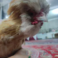 تعدادی مرغ و خروس لهستانی سلطان بفروش می رسد|حیوانات مزرعه|قم, آذر (نکویی)|دیوار
