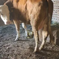 گاو سیمنتال|حیوانات مزرعه|تبریز, |دیوار