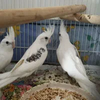 سه عدد جوجه البینو تک کت ودوکت در اشنویه|پرنده|اشنویه, |دیوار