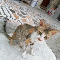 گربه