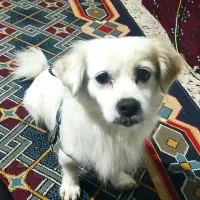 سگ پشمالو خانگی