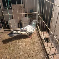 کفتر|پرنده|صوفیان, |دیوار