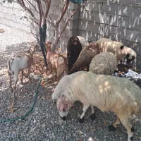 فروش کهره وبره