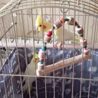 عروس هلندی نر و ماده لوتینو