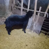 شیشک قوچ افشار قره قزل‌