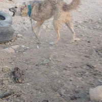 سگ نگهبان