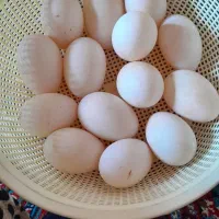 تخم اردک باکیفیت وسالم هر عدد ۵۰ هزار تومان