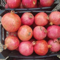 انار طاهرآباد