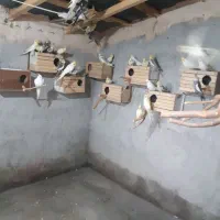 عروس هلندی|پرنده|قائم‌شهر, |دیوار