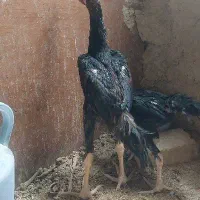 جوجه لاری ۴ماهه اوشانو دانگ بالا و خروس لاری افغان|حیوانات مزرعه|ملایر, |دیوار