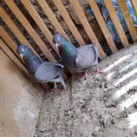 سه جفت کبکی حسابی
