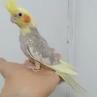 طوطی عروس هلندی سوپر رام و سخنگو ۲تا ۷ ماه|پرنده|قائمشهر, |دیوار