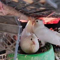 کفتر معاوضه با پلاکی