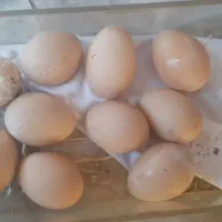 تخم مرغ لاری نطفه دار