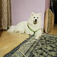 فروش سگ خونگی|سگ|ایلام, |دیوار